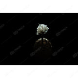 (写真)魅力シリーズ#002 竹紙